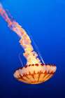 California-Monterey-Monterey Bay Aquarium-Jellyfish swimming Art Print